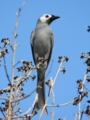 Ashy Drongo , perched on a bouquet of dried flowers
