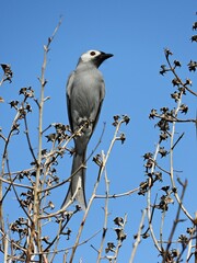 Ashy Drongo , perched on a bouquet of dried flowers