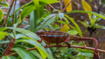 A bright panther chameleon walks along a tree branch in a tropical park. Long tail, red skin with a blue stripe on the side. Madagascar. Kennel reptiles Periyar. Profile view.