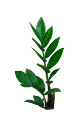 green leaves plant branch isolated