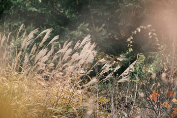 秋の植物と風景