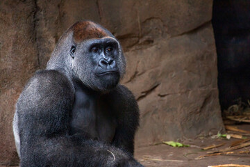 Fototapeta premium Gorilla Western Lowland Gorillas are native to central Africa, though our gorillas were all born and raised in other American zoos. Here in Houston, two troops call the zoo home. They have been specif
