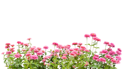 flower plant frame isolated