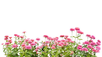 Fotobehang Bloemen flower plant frame isolated  © sakdam
