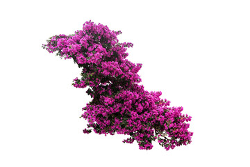 flower plant isolated