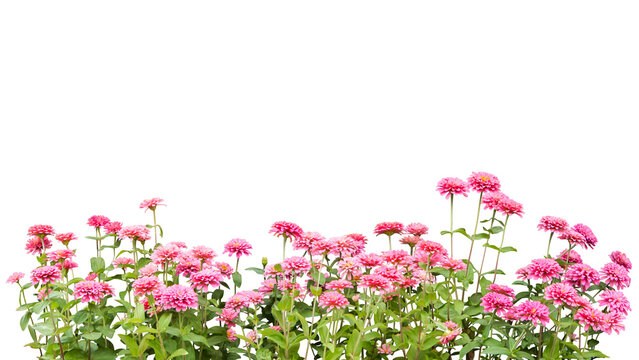 flower plant frame isolated