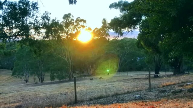 Sunrise through gum tree canopy. Sunrise over treetops. Kangaroos on farmland. 