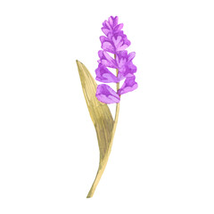 Vector lavender painted in watercolor on a white background
