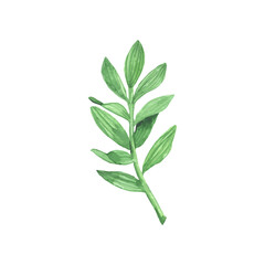 Vector watercolor leaves isolated on white background