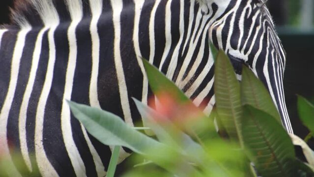 A close-up of young zebra eating grass. High quality footage.