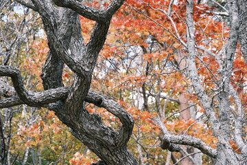 紅葉の森の曲がりくねった木