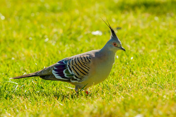 Crested Pigeon
