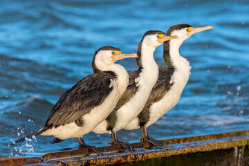 Australian pied cormorant