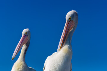 Australian pelican (Pelecanus conspicillatus)