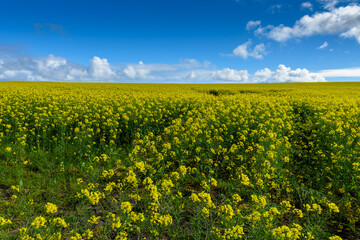 field of yellow flowers, Kangaroo Island, Australia
