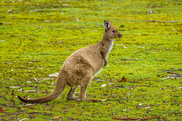Naklejka na ściany i meble Kangaroo Island Kangaroo (Macropus fuliginosus fuliginosus)