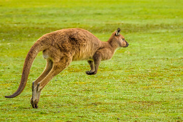 Naklejka na ściany i meble Kangaroo Island Kangaroo (Macropus fuliginosus fuliginosus)