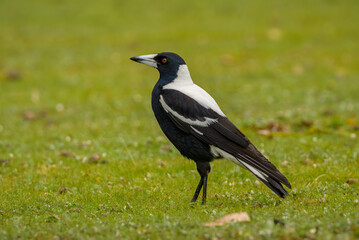 australian magpie