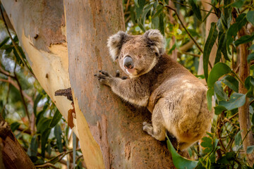 Koala, Hanson Bay Wildlife Sanctuary, Kangaroo Island