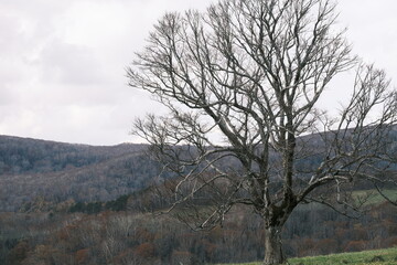 晩秋の高原　葉の落ちた木々