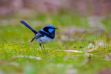 Superb fairywren (Malurus cyaneus)