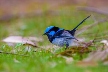 Superb fairywren (Malurus cyaneus)