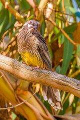 Red wattlebird (Anthochaera carunculata)