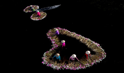 Rural women in Moc Hoa district, Long An province are harvesting water lilies on lagoon