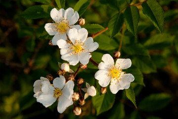 wild rose
