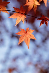 日本の秋の紅葉