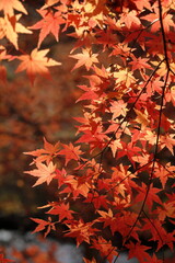 日本の秋の紅葉