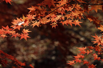 日本の秋の紅葉