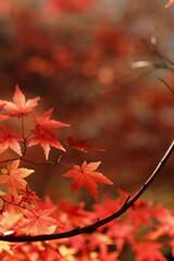 日本の秋の紅葉