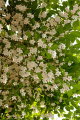 snow bell flowers