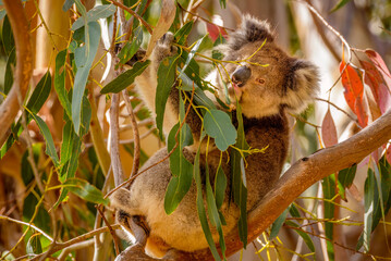 Koala, Hanson Bay Wildlife Sanctuary, Kangaroo Island