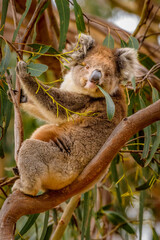 Koala, Hanson Bay Wildlife Sanctuary, Kangaroo Island