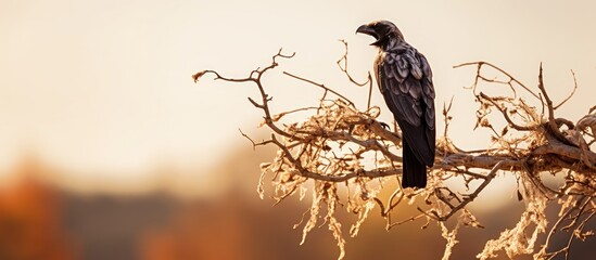 Bird skeleton hung on tree for Halloween decoration. - obrazy, fototapety, plakaty