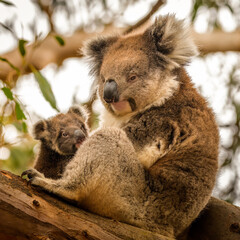 Koala mother with baby, Hanson Bay Wildlife Sanctuary, Kangaroo Island