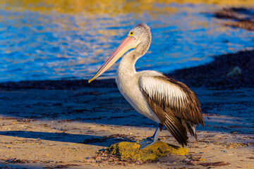 Australian pelican (Pelecanus conspicillatus)