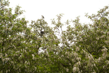 Fototapeta premium Acacia Forest