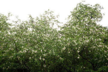 Acacia Forest