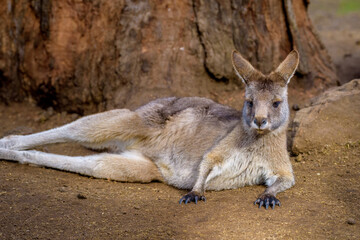 Eastern grey kangaroo