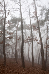 a forest in fog