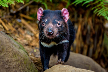 Tasmanian Devil