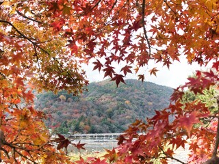 紅葉と渡月橋