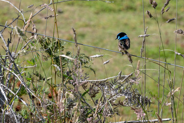 common kingfisher perched on a branch