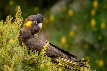 Yellow-tailed black cockatoo (Zanda funerea)