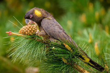 Yellow-tailed black cockatoo (Zanda funerea) - obrazy, fototapety, plakaty