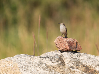 Rock Wren perched on rock, Cheyenne Mountain State Park, Colorado