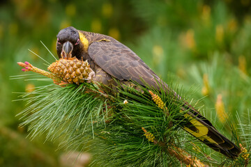 Yellow-tailed black cockatoo (Zanda funerea)